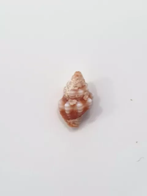 ENGINA LEUCOZONA mediterranean  SHELL !!