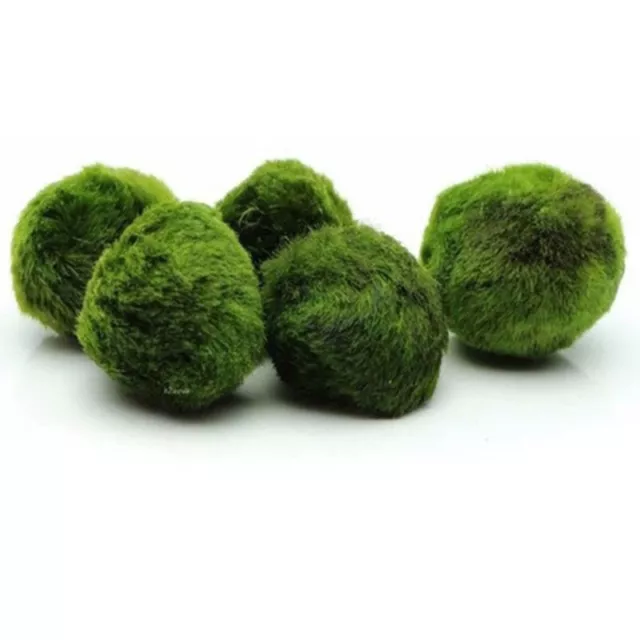 3-4cm Marimo Moss Balls Live Aquarium Plant Algae Fish Shrimp Tank Ornam-tz 3