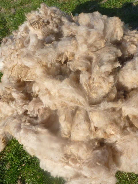 SCHAFWOLLE, BIOWOLLE, ROHWOLLE vom Coburger Fuchsschaf zum Spinnen und