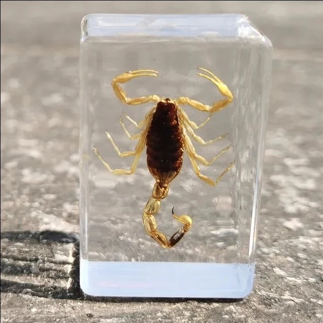 Real Scorpion Specimen Wrapped In Resin