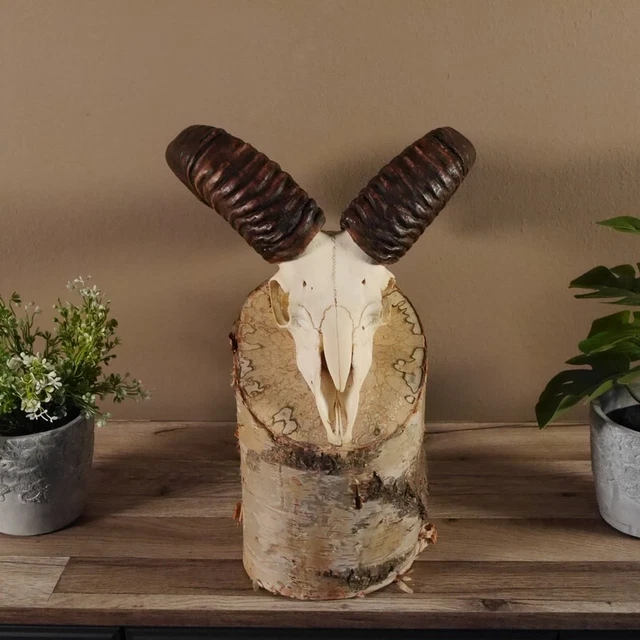Mufflon Aries Cornamenta Trofeo de Calavera Hornlänge 44CM En Standsockel 2