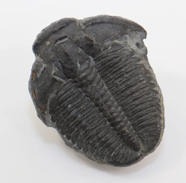 Trilobit, Elrathia kingii, Kambrium, Wheeler Shale, Millard County Utah,USA-f784