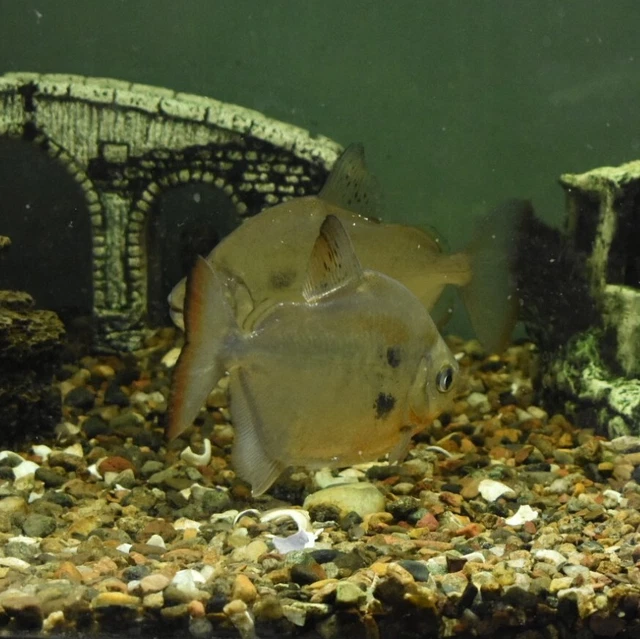 Live Silver Dollar (4" Tropical Freshwater Aquarium Fish) *PLS READ DESCR* 3