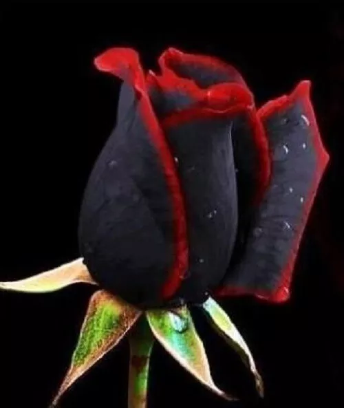 Semillas de Rosa NEGRA ROJO BLACK RED ROSE SEEDS flor color iphone sony rosal **