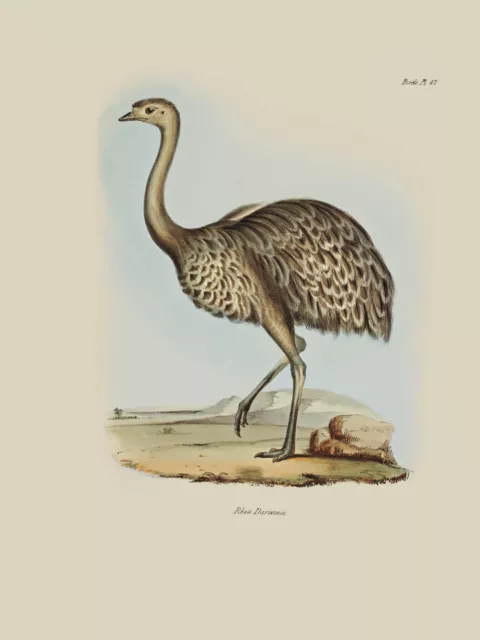 John Gould Native  Birds print emu painting Vintage Old Australia art