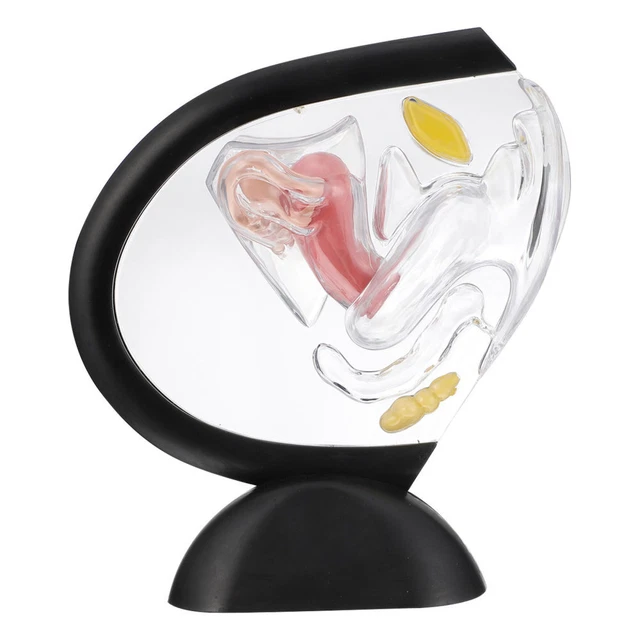 Mannequin Transparent Uterus Model Nurse Anatomical Model Uterus Tool Mannequin Transparent Uterus Model Nurse Anatomical Model Uterus Tool