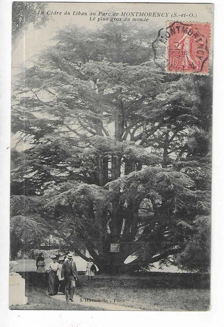 95 Le Cedre Du Liban At Montmorency Park