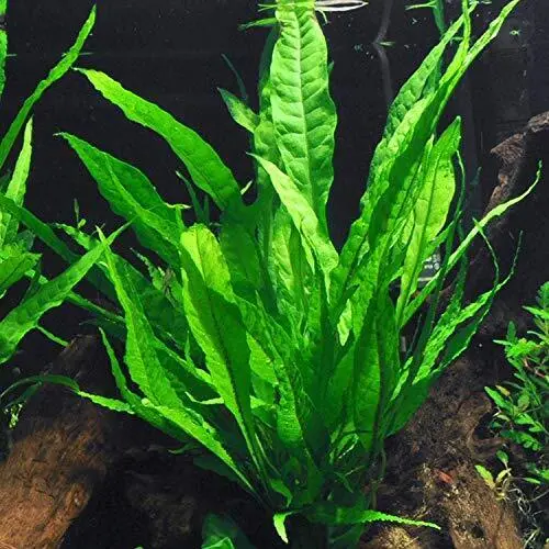Java Fern Microsorum Pteropus | Easy Live Aquarium Plants | Buy 2 Get 1 FREE