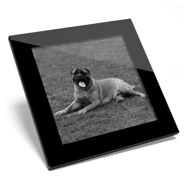 Glass Coaster BW - Bullmastiff Large Dog Breed  #39047