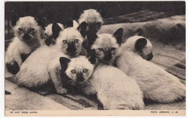Cute Cats PPC 'We Aint Done Nuffin' Unposted, Faults, By Jarrold, Kittens