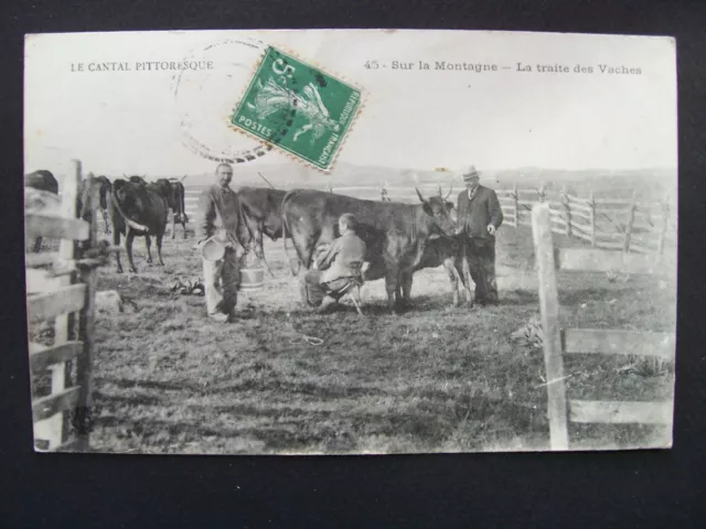 CPA - Le Cantal Pictoresque - Sur la Montagne - La Traite des Caches