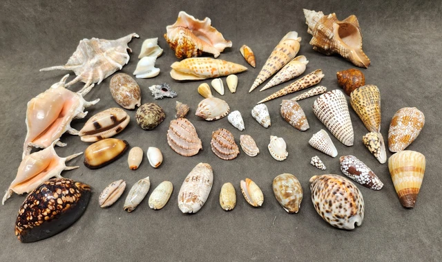 20 Coquillages Pétoncles Naturels TaoQ - 6-8cm - Décoration Plage, Mariage & Aquarium