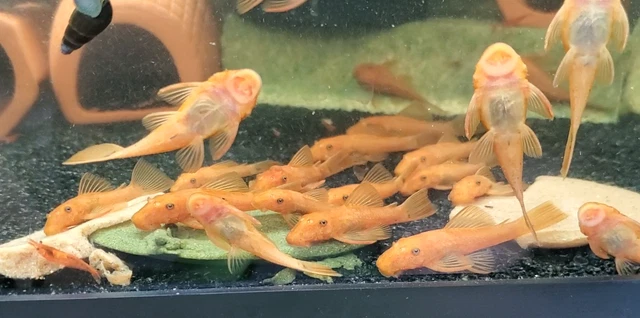 *A GRADE* 1 in+ SUPER RED Bristlenose Pleco | Ancistrus sp. | USA Tank Bred 3