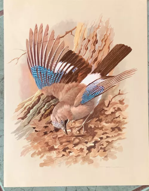 The Jay Original 1965 Vintage Bird Print Book Plate Basil Ede.