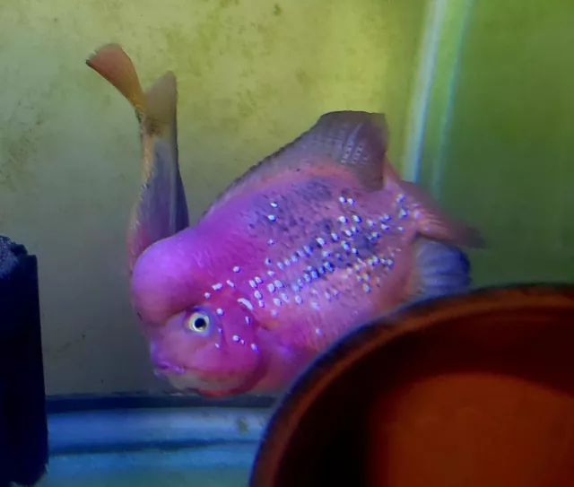 Super Red Vieja CICHLID 1"+