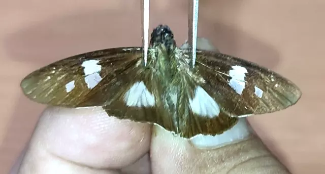 LEPIDOPTERA Hesperiidae specie     N°A284    FROM PERU