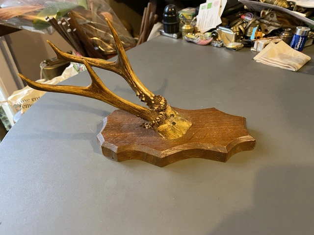 Trophée De Chasse – Massacre Bois Chevreuil Brocard – Cabinet De Curiosités – Occasion