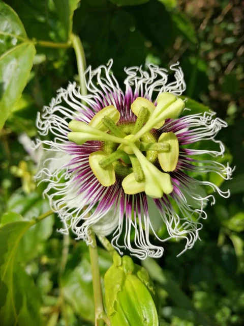 30 Graines Bio De Passiflora Edulis (fruit De La Passion) - Récolte Nov 2023 - Congo RDC