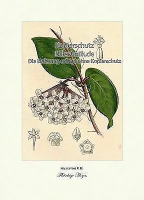 Fleischige Hoya Hoya carnosa Seidenpflanzengewächse Wachsblume Vilmorin A4 367