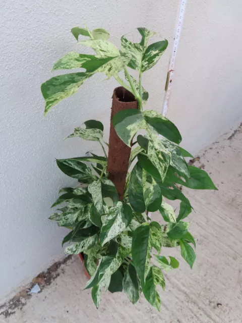 Epipremnum Pinnatum Marble Variegata 76