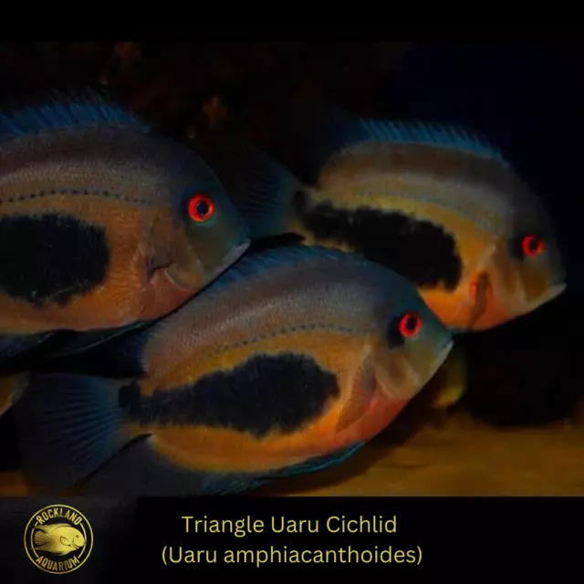 Uaru Triangle Cichlid - Uaru amphiacanthoides - Live Fish (1.75" - 2") - South