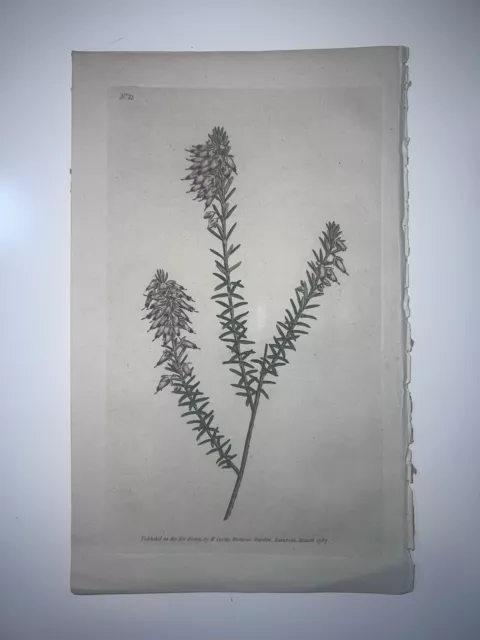 Curtis Botanical Early 19th Century H/C Engraving 1st Edition Heath No. 11