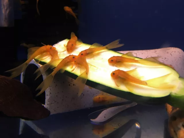 LONGFIN SUPER RED Bristlenose Pleco 1 inch+ (6 Pack) - 2 BLOODLINES! LIVE!