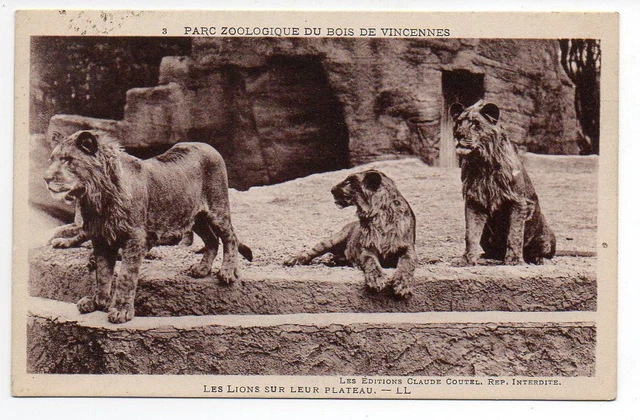 CPA 94 PARC ZOOLOGIQUE DU  bois de VINCENNES les lions sur leur plateau