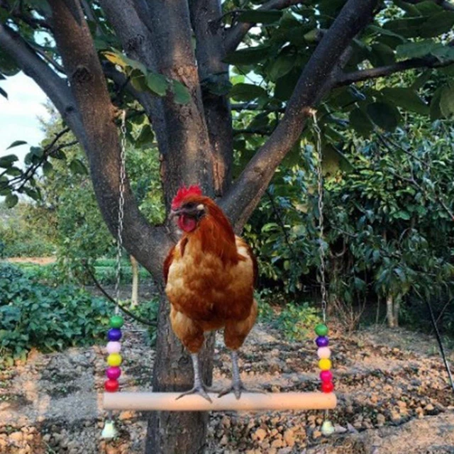 2x Chicken Swing Birds Biss Spielzeug Papagei Stand Barsch Für Große Vögel
