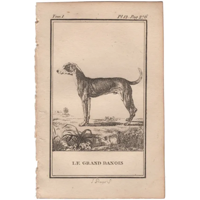 Buffon Natural History French antique engraving print 12 Great Dane Dog