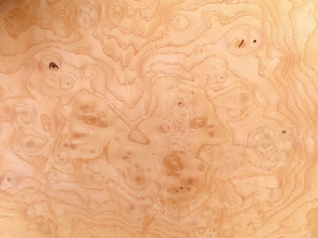 11 x FURNIER ESCHE MASER / CLUSTER KNOLLE INTARSIE Möbel HOLZ Edelholz Design