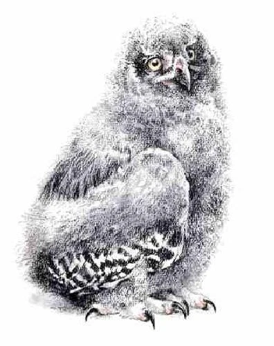 Robert Bateman Young Snowy Owl - Bird of Prey