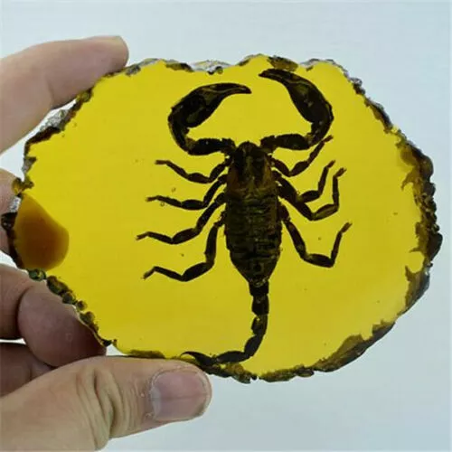 Beautiful Artificial Amber Fossil Insects Polishing Gecko Amber Manual  Ornaments