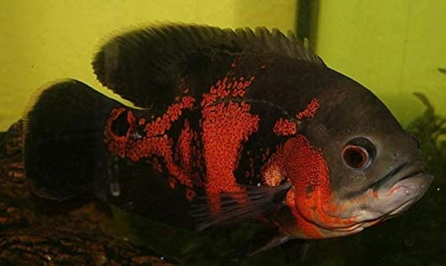 3 Pack Tiger Oscar Cichlid 2" Live Tropical Fish for Tank or Aquarium Fish