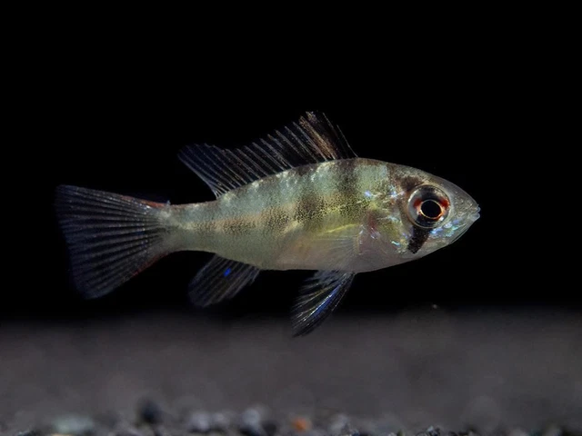 German Blue Ram Dwarf Cichlid (Mikrogeophagus ramirezi) - Tank-Bred!