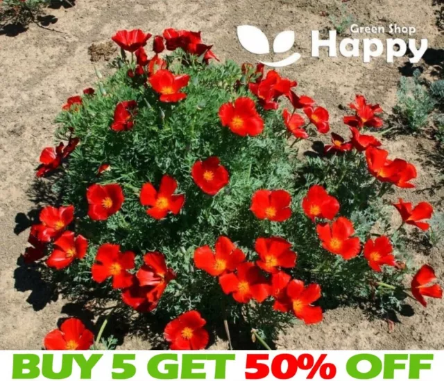 CALIFORNIA POPPY RED CHIEF 2000 SEEDS - Eschscholzia californica - RED FLOWER