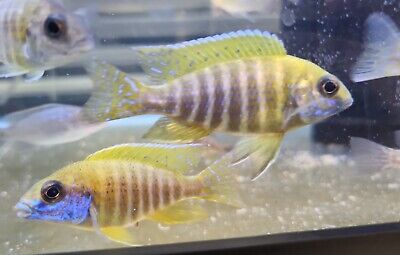 3in Benga Sunshine Peacock Male African Cichlid Colored Up (Aulonocara Baenschi)