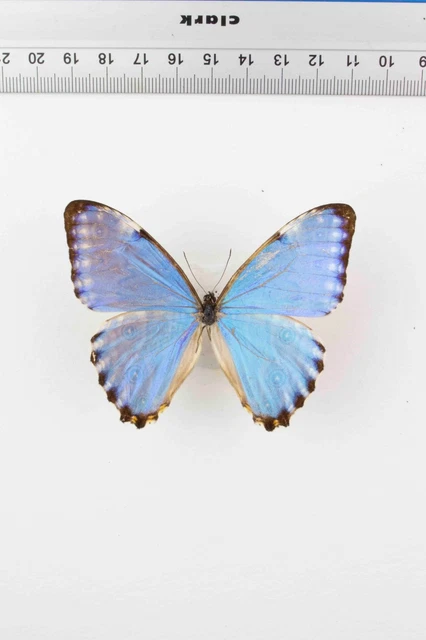 SCHMETTERLING ENTOMOLOGIE, MORPHO Portis Thamyris -m- Santa