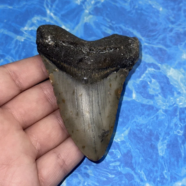 Megalodon Shark Tooth 3.72” Huge Teeth Big Meg Scuba Diver Direct Fossil Nc 8119