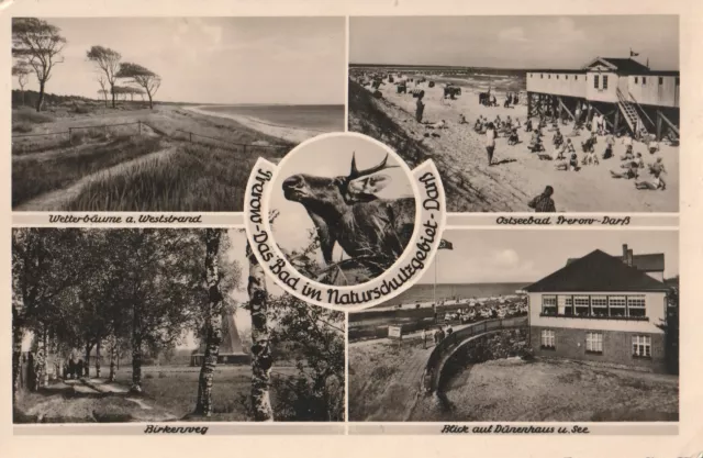 AK Prerow / Darß (Kr. Vorpommern-Rügen) 1939 - Dünenhaus, Strand, Wetterbäume, +