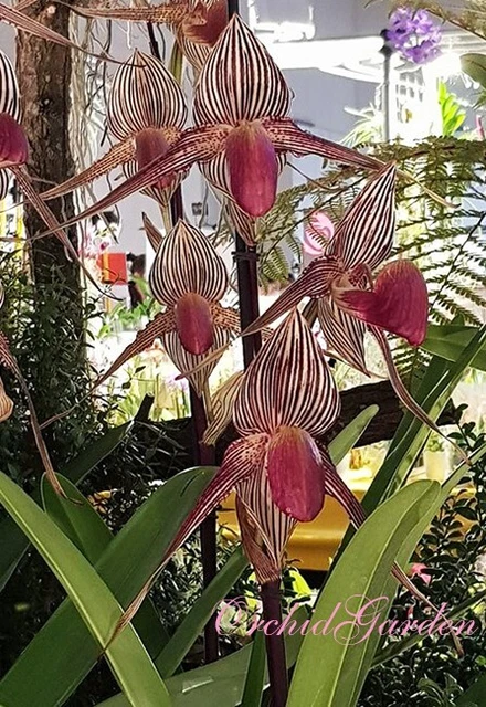 Orchid Orchidee Paphiopedilum rothschildianum × sib, RARE, AMAZING (6 Sr)