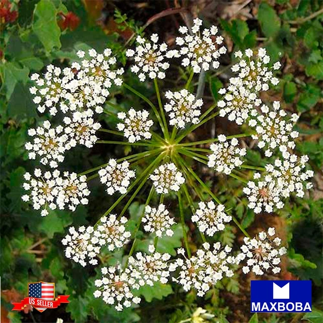 Anise Seeds Non-GMO / Heirloom / Open Pollinated / Herb Garden Fresh