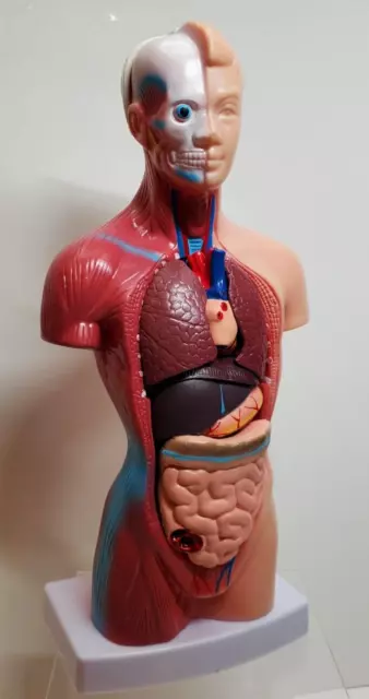 Human Body Model 15 Pcs Removable 11 inch Human Torso Anatomy Model NEW no box