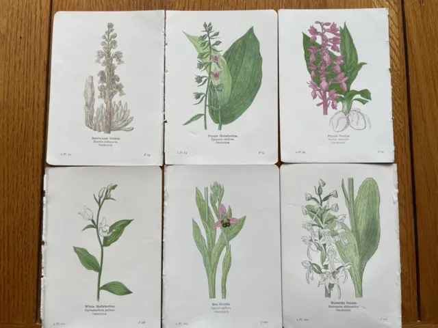 6 Antique Vintage Botanical Prints by Edward Step C1905. Book Plates. Flowers.