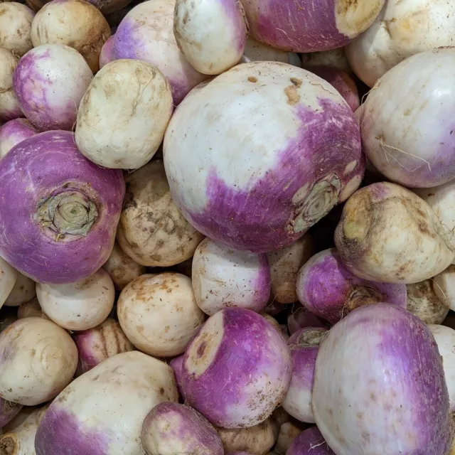 Purple Top Rutabaga Seeds | Non-GMO | Heirloom | Fresh Garden Seeds
