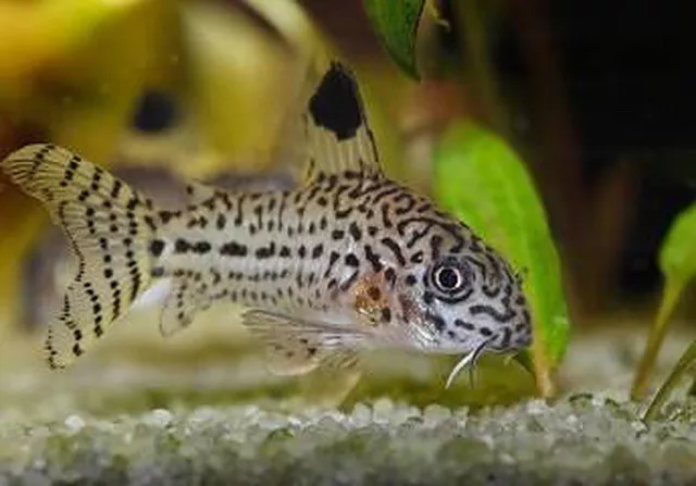 (3*) Julii Cory Cat (Corydoras sp.) - Live Freshwater Fish Catfish