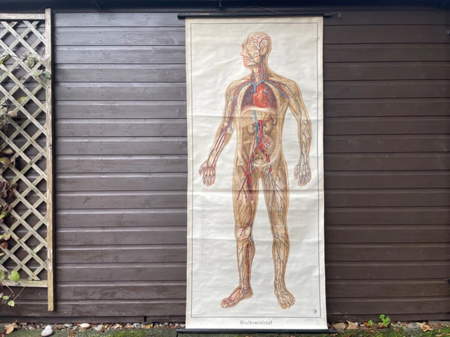 VINTAGE FULL BODY CIRCULATION educational MEDICAL school chart Anatomy ...