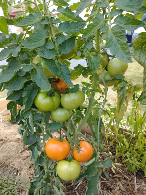 20 Graine Tomate CARO RICH Bio Reproductible