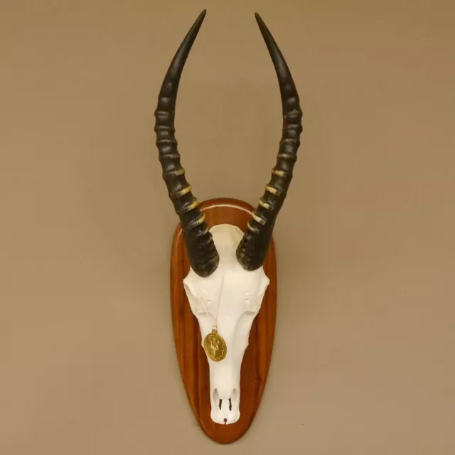 Blessbock Dekomedaille Antilope Afrika Schädeltrophäe HL 39 cm Schild 88.5.16