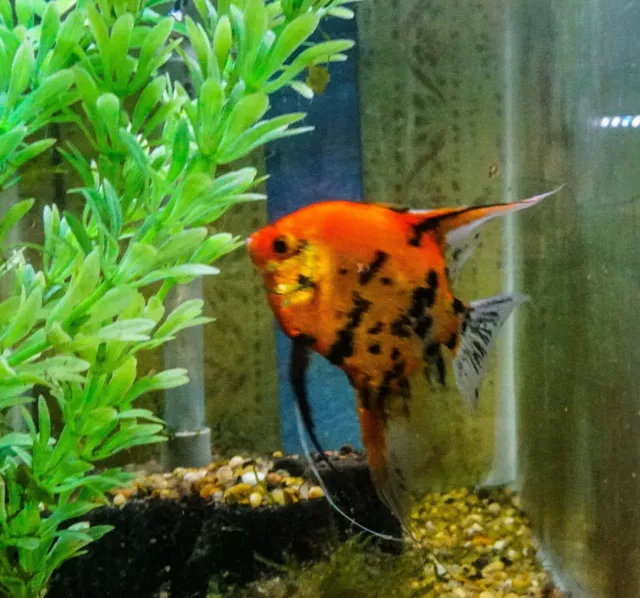 6 Juvenile Koi Angelfish fish 1/2 dollar (1.2") Free overnight shipping